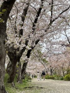 ひきこもり女子会　桜の散歩道