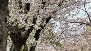 ひきこもり女子会　桜の散歩道